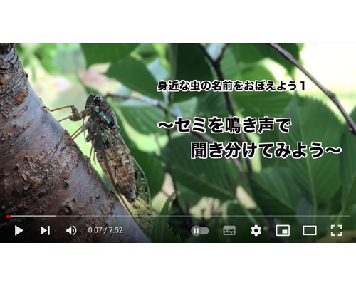 セミの鳴き声